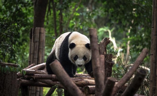 С едноседмично прощално парти зоопарк във Вашингтон изпрати три панди в Китай (ВИДЕО)