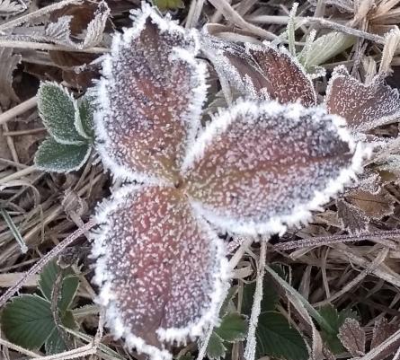 Зимна красота