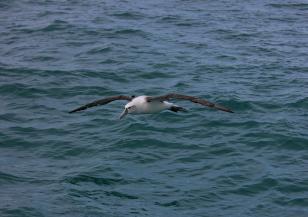 Ужасният живот на малките албатроси