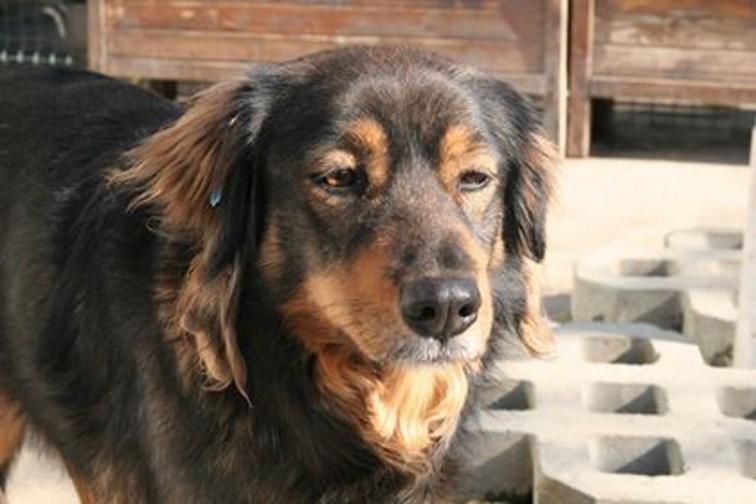  Вдъхновените Pet sisters 