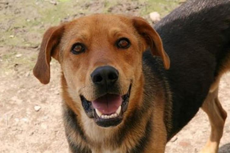  Вдъхновените Pet sisters 