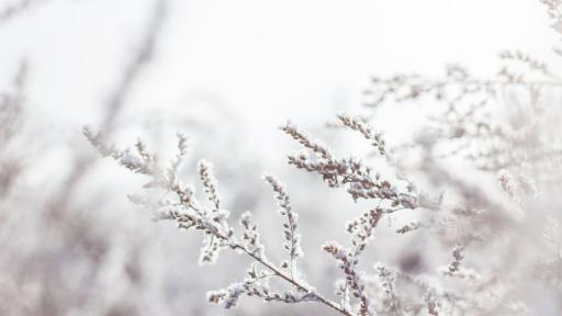  Снимка: pexels 