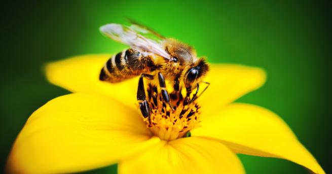 Любопитно Как една пчела стана инфлуенсър Вижте необичайния акаунт в