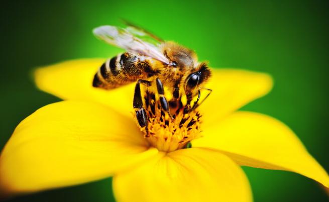 Учените притеснени: земните пчели намаляват