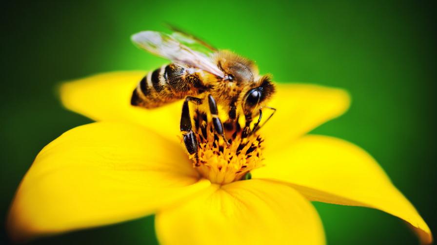 <p><strong>Учените притеснени</strong>: земните пчели намаляват</p>