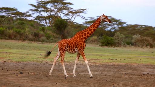  Жирафи с бели чорапи 