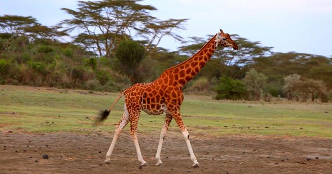 Любопитно Жирафи с бели чорапи Без багаж“ ни отвежда в
