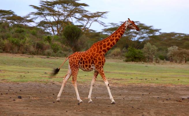 Жирафи с бели чорапи