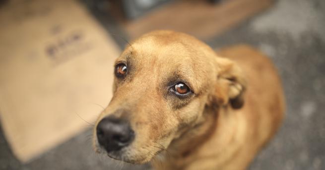 България Доброволци спасиха кученце с отрязани крака и без око