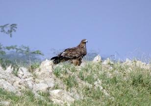 Земя за царския орел