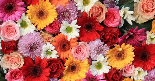 Любопитно Защо цветята имат различни цветове Някога задавали ли сте