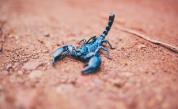  Китаец се опита да изнесе 200 живи скорпиона от Шри Ланка 