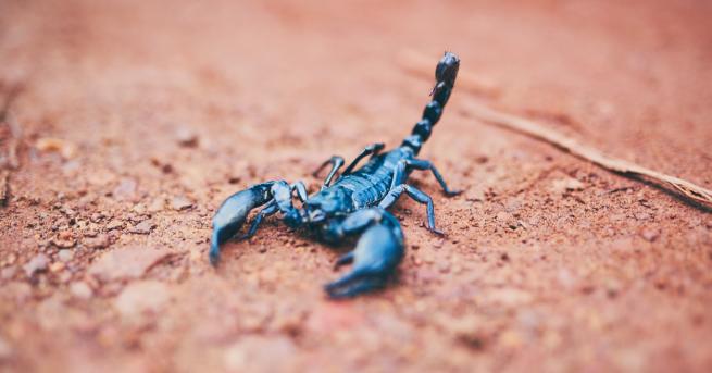 Любопитно Китаец се опита да изнесе 200 живи скорпиона от