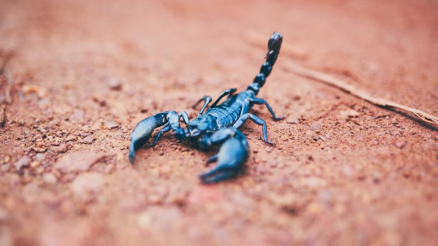 <p>Китаец се опита да изнесе <strong>200 живи скорпиона</strong> от Шри Ланка</p>