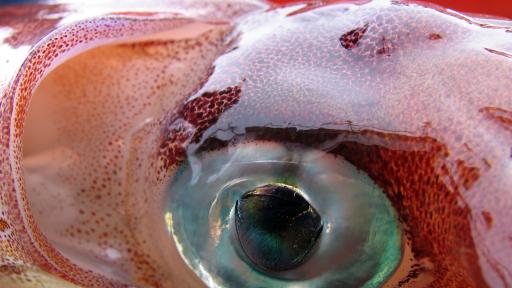  Тайните на най-чудовищното творение на океана 