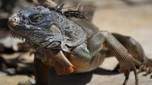  <p>Странна <strong>прогноза за времето</strong>: нощ на <strong>падащите игуани&nbsp;</strong></p> 