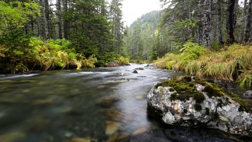  Тонове мъртва риба в р. Марица, замърсяването - 16 пъти над нормата 