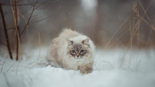 <p>Мъж <strong>спаси </strong>замръзнали <strong>котенца </strong>с помощта на <strong>кафе</strong></p>