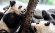  Тези две дребни панди се готвят за дебют (СНИМКИ) 