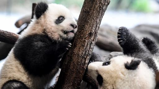  <p>Тези две <strong>малки панди</strong> ще ви стоплят сърцето (СНИМКИ)</p> 