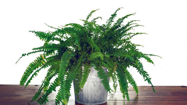  Стайните растения, които пречистват въздуха у дома 