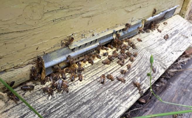  Пчели и пчеларство 