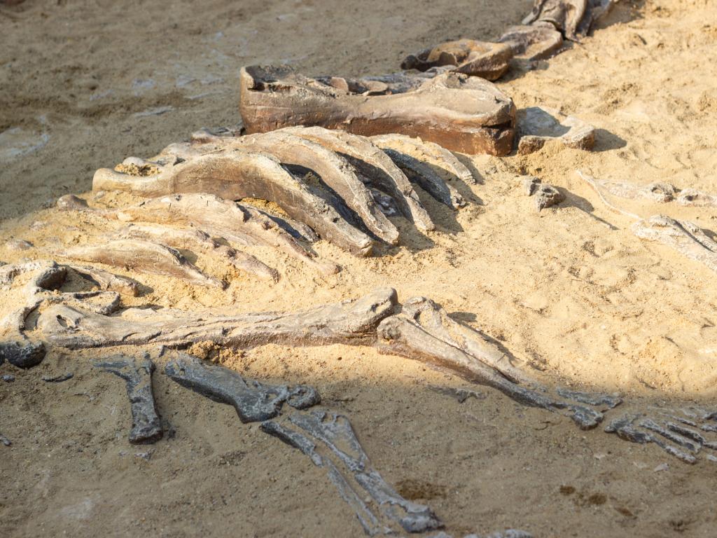 Години наред палеонтолозите са смятали че динозаврите са обитавали Земята
