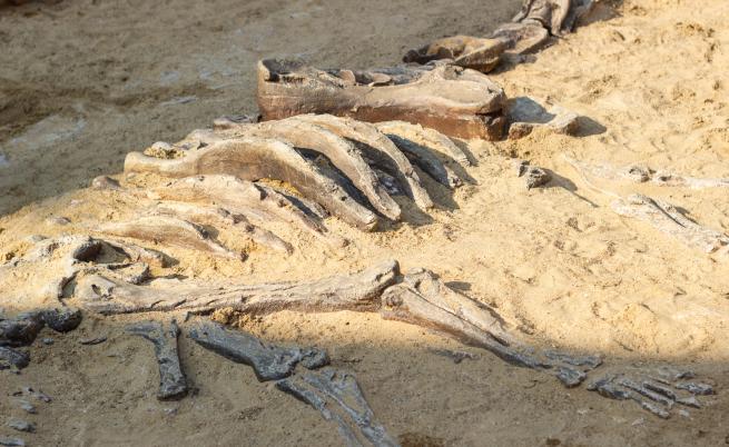 Изчезващи динозаври: Редките случаи на вкаменяване над земята