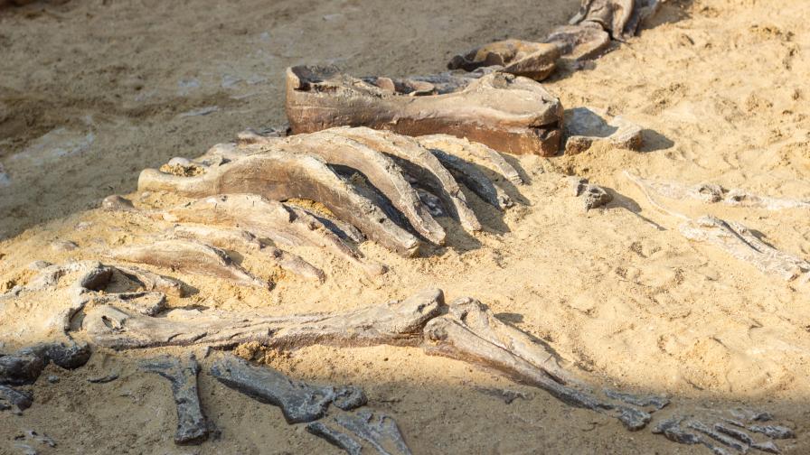 <p>Защо не откриваме кости от динозаври навсякъде?</p>

<p>&nbsp;&nbsp;</p>