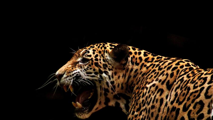 Ягуарите - красиви, диви, но застрашени от изчезване