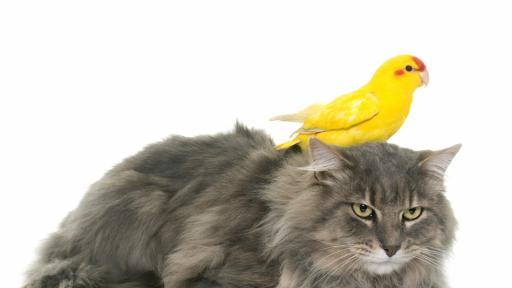  <p><strong>Котка обикаля Европа</strong> в компанията на... <strong>папагал</strong> (СНИМКА)</p> 