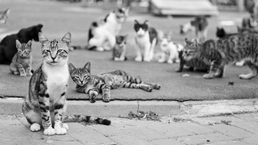  <p>Жена тормози съседите си от години, няма кой да помогне</p> 