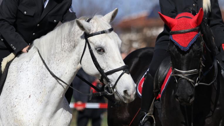кон сдвр конна полиция коне тодоровден тодоров ден кушия кушии