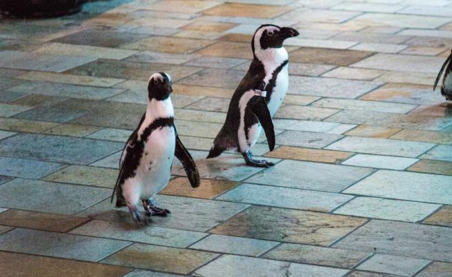  Какво вършат по време на карантина … пингвините 