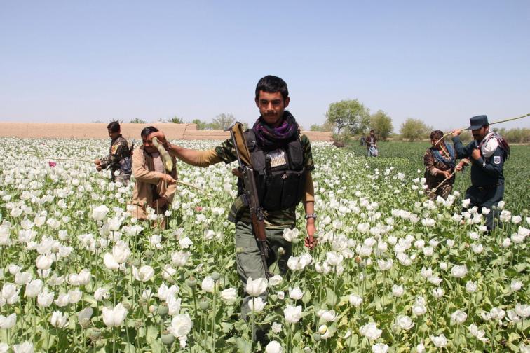 афганистан мак опиум наркотици наркотик дрога