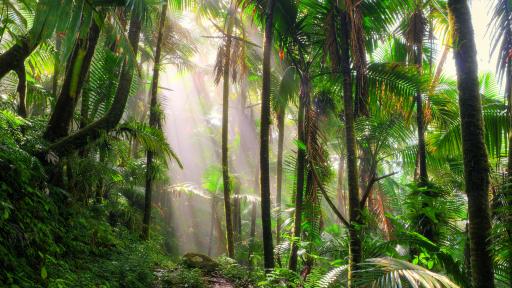  Замръзналата и пуста Антарктида в миналото е била топла гора, населявана от динозаври 