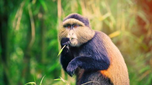  Златистият гвенон е под опасност, какво вършат, с цел да го спасят? 