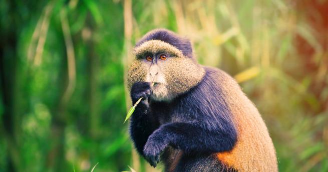 Любопитно Златистият гвенон е под заплаха какво правят за да