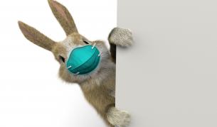 <p>Коронавирус: кои животни пренасят заразата?</p>