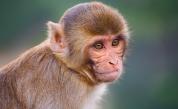  <p>Лекарство против ебола спря развиването на COVID-19 при маймуни</p> 