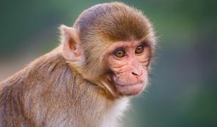 <p>Лекарство срещу ебола спря развитието на COVID-19 при маймуни</p>