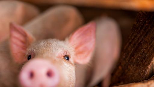  Полицаи гониха прасе, 45 минути то им се измъква 