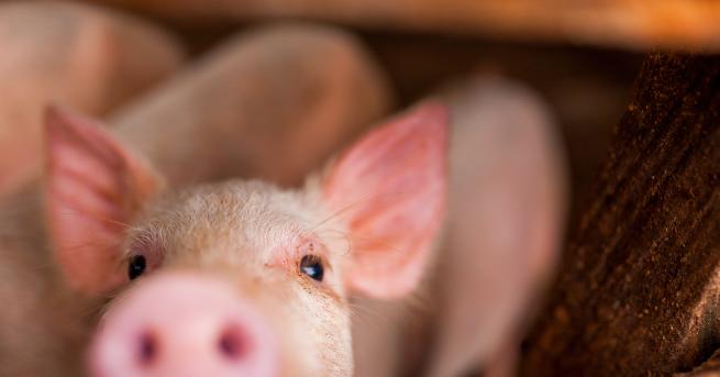 Любопитно Полицаи гониха прасе 45 минути то им се измъква