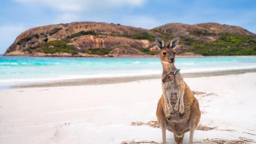  Застрашените бозайници в Австралия са намалели с една трета за 20 години 