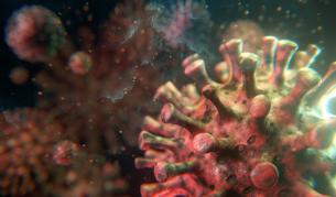 Учени: Коронавирусът не може да се размножава във вода