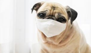 <p>И кучетата страдат: мопс е дал положителна проба за COVID-19</p>