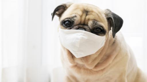  <p>И кучетата страдат: мопс е дал позитивна проба за COVID-19</p> 