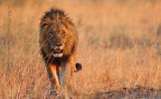  Светът на дивата природа: Съюзът сред бабуините и лъвовете 