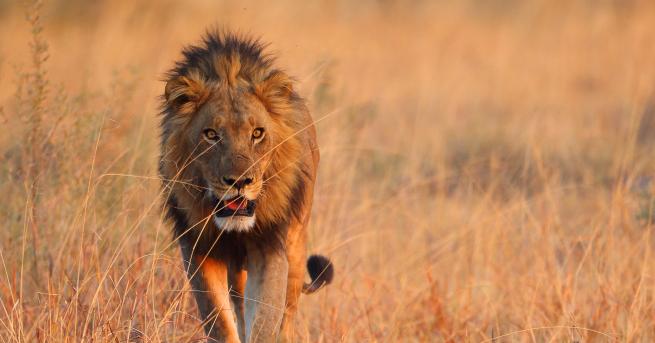 Любопитно Светът на дивата природа: Съюзът между бабуините и лъвовете