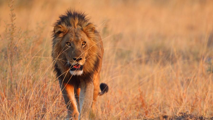 Светът на дивата природа: Съюзът между бабуините и лъвовете